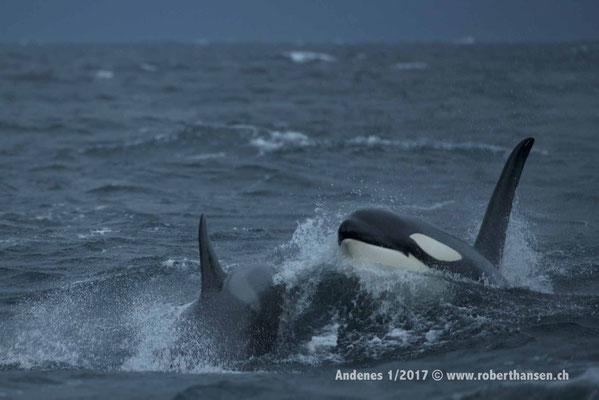 Orcas im Andfjord - 1/2017 © Robert Hansen