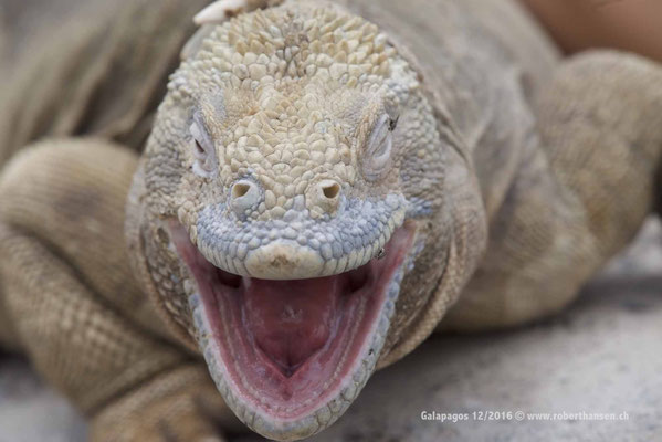 Galapagos, Dezember 2016 © Robert Hansen