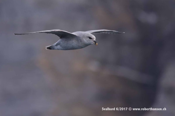 Eissturmvogel beim Vogelfelsen © Robert Hansen