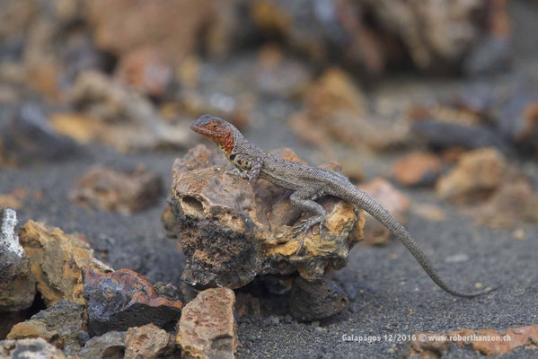 Galapagos, Dezember 2016 © Robert Hansen