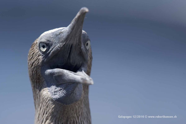 Galapagos, Dezember 2016 © Robert Hansen