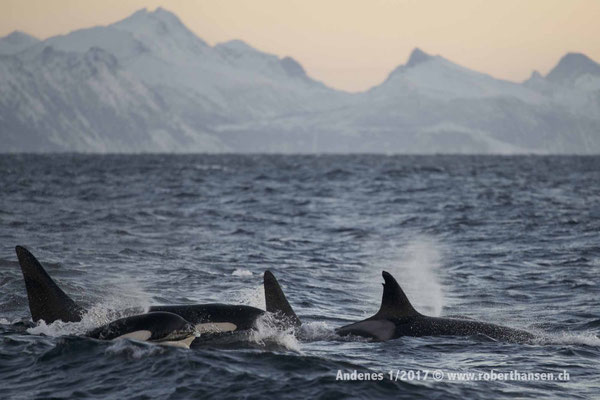 Orcas im Andfjord - 1/2017 © Robert Hansen