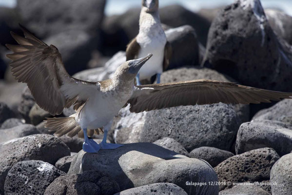 Galapagos, Dezember 2016 © Robert Hansen