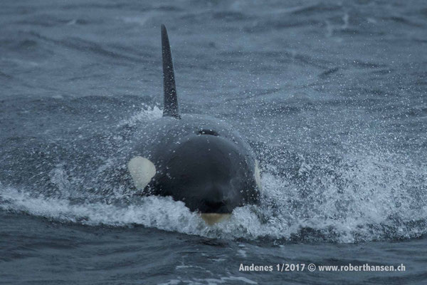 Orca!  - 1/2017 © Robert Hansen