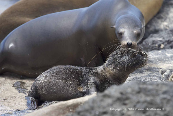 Galapagos, Dezember 2016 © Robert Hansen