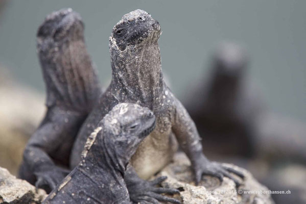 Galapagos, Dezember 2016 © Robert Hansen