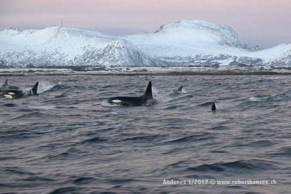 Eine Gruppe Orcas in der Nähe der Küste - 1/2017 © Robert Hansen