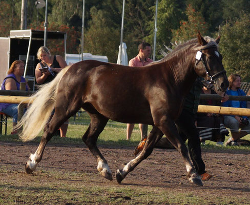 Milka S in St. Märgen am 11.09.16