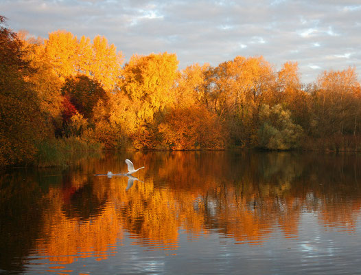 Trittau: Mühlenteich