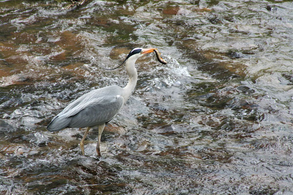 Reiher mit Fisch