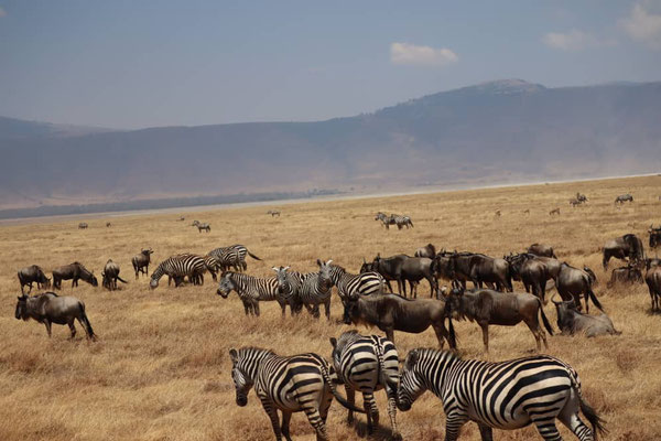 lauter Herden von Zebras