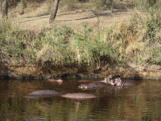 Hippos bei einem Scheinkampf in einem Pool der Serengeti.