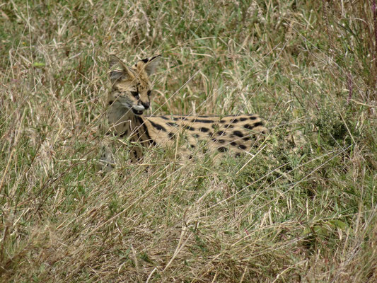 Ein Serval. Diese sehr flinken Jäger sieht man selten lange genug für ein Foto.