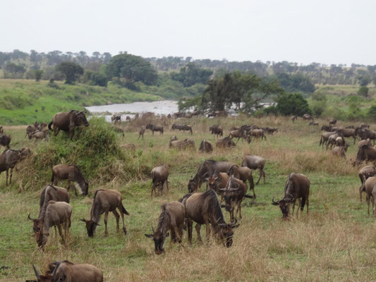 Gnus am Fluss warten auf die Überquerung des Mara-Flusses.
