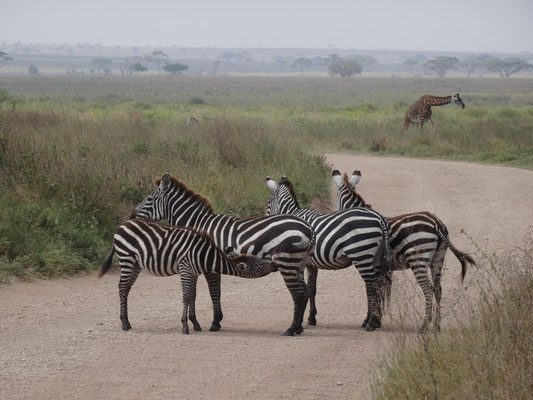 Zebrajunges beim "Tanken" an der Mutterzitze.