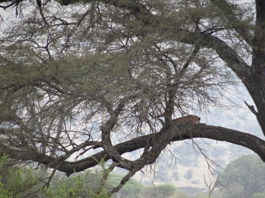 Ein Leopard ruht in einem Baum.
