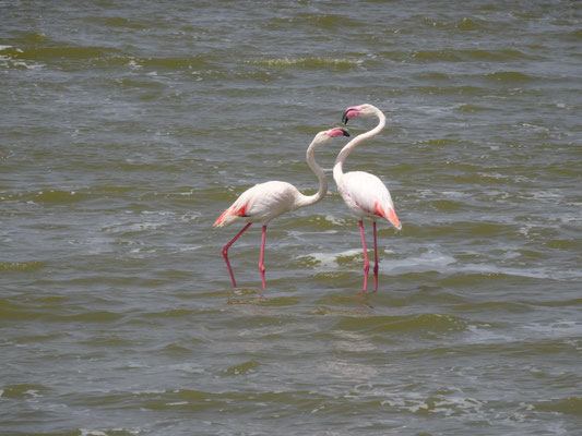 Flamingos
