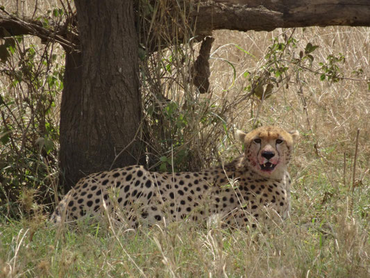 Ein Gepard ruht sich direkt nach einer Mahlzeit im Schatten aus. (Klick = Film startet)