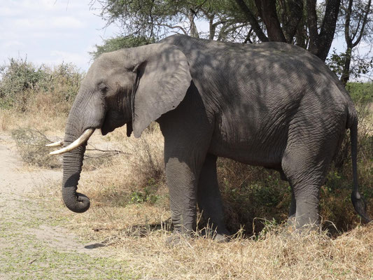 Ein Elefant nimmt genüsslich und geduldig Samen von der Erde auf. 