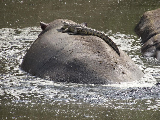 Ein Krokodil ruht sich auf dem Rücken eines Nilpferds aus.