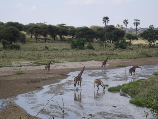 Giraffen im Tarangire.