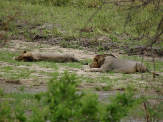 Vollgefressene Löwenmännchen am Tarangire.