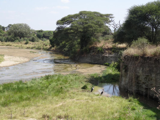 Der Tarangire war unser erstes Safariziel.
