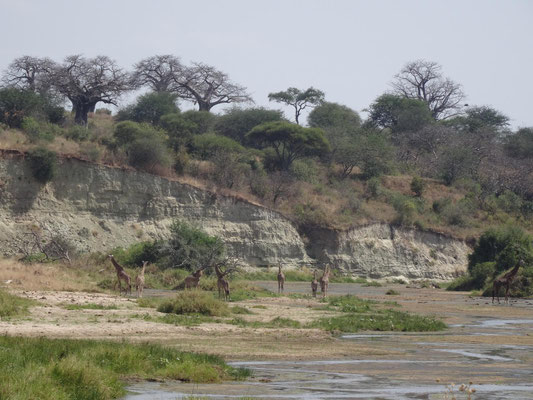 Giraffen am Tarangire.