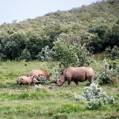 Nashorn Familie in Kenia