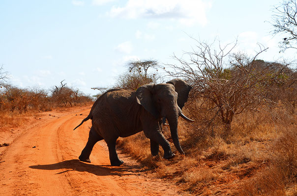 Afrikanischer Elefant kreuzt den Weg