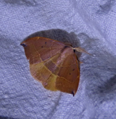 Watsonalla uncinula