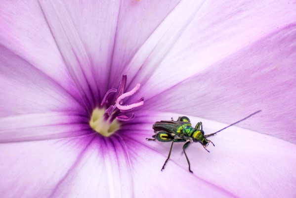 Oedemera nobilis