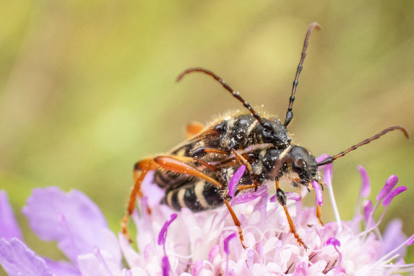 Stenopterus rufus