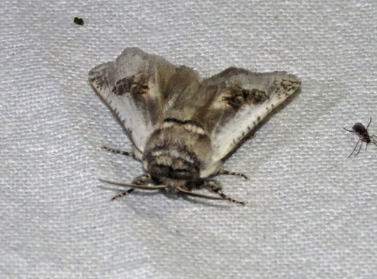 Parahypopta caestrum