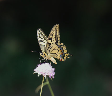 Papallona reina