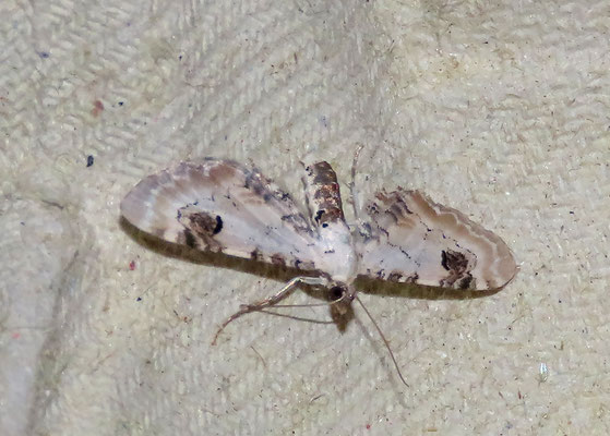Eupithecia centaureata