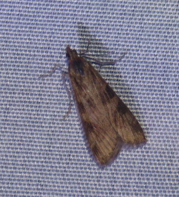 Nomophila noctuella