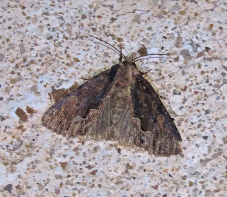 Dypterigia scabriuscula