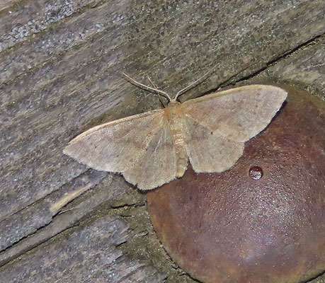 Idaea eugeniata