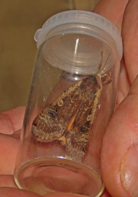 Noctua pronuba