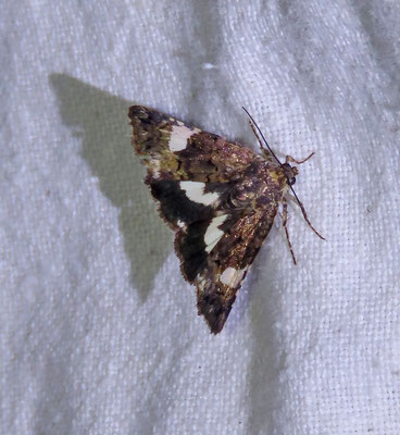 Tyta luctuosa