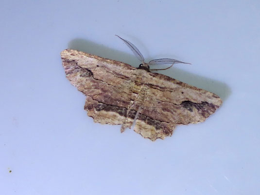 Menophra abruptaria