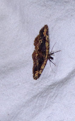 Paracostia nisseni