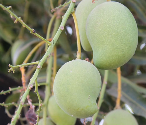 Halbreife Mango