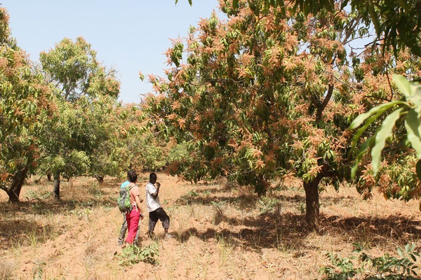 Mango-Feld