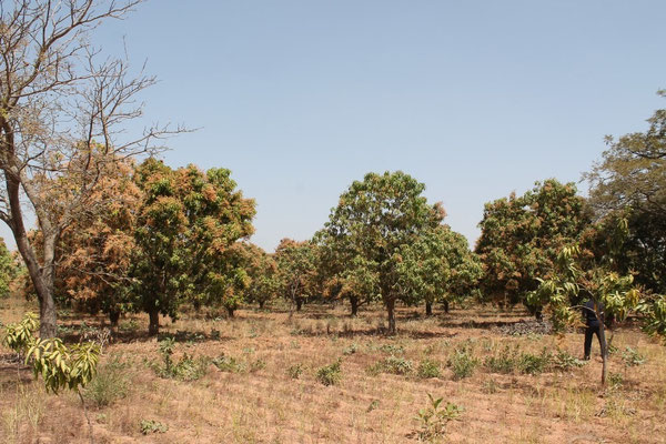 Mango-Feld