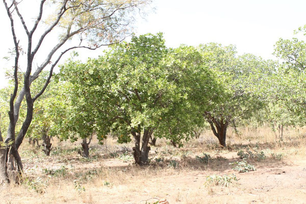 Mango-Bäume