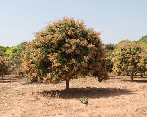Mango-Baum