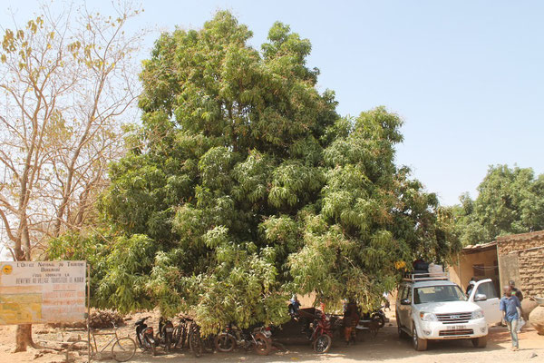 Traditioneller Mangobaum - nicht für den Export geeignet