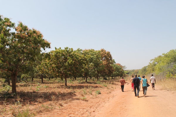 Mango-Feld